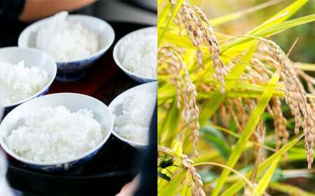 【3ヶ月定期便】さとうファームの自然栽培米 白米 5kg×3回 計15kg ミルキークイーン