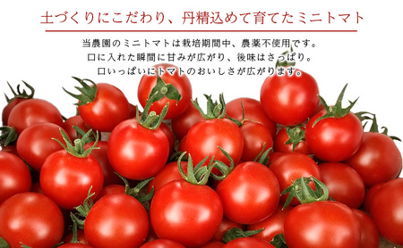[先行受付/2026年産][栽培期間中 農薬・化学肥料不使用] 北海道 仁木町産 ミニトマト エコスイート 1.2kg×8箱 サイズ混載 トマト野菜 やさい  [Farm Watanabe]