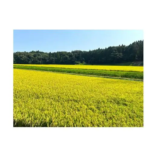 こしひかり 5kg 鈴鹿山麓の銘水が育てた米、米どころ三重県産小山田地区「こしひかり（精米）」5kg 小山田米