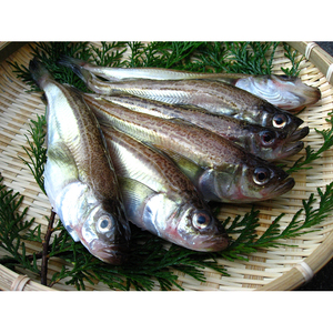 【21007】鳥取網代港 朝獲れ直送！旬の天然魚セット【さかなや新鮮組】