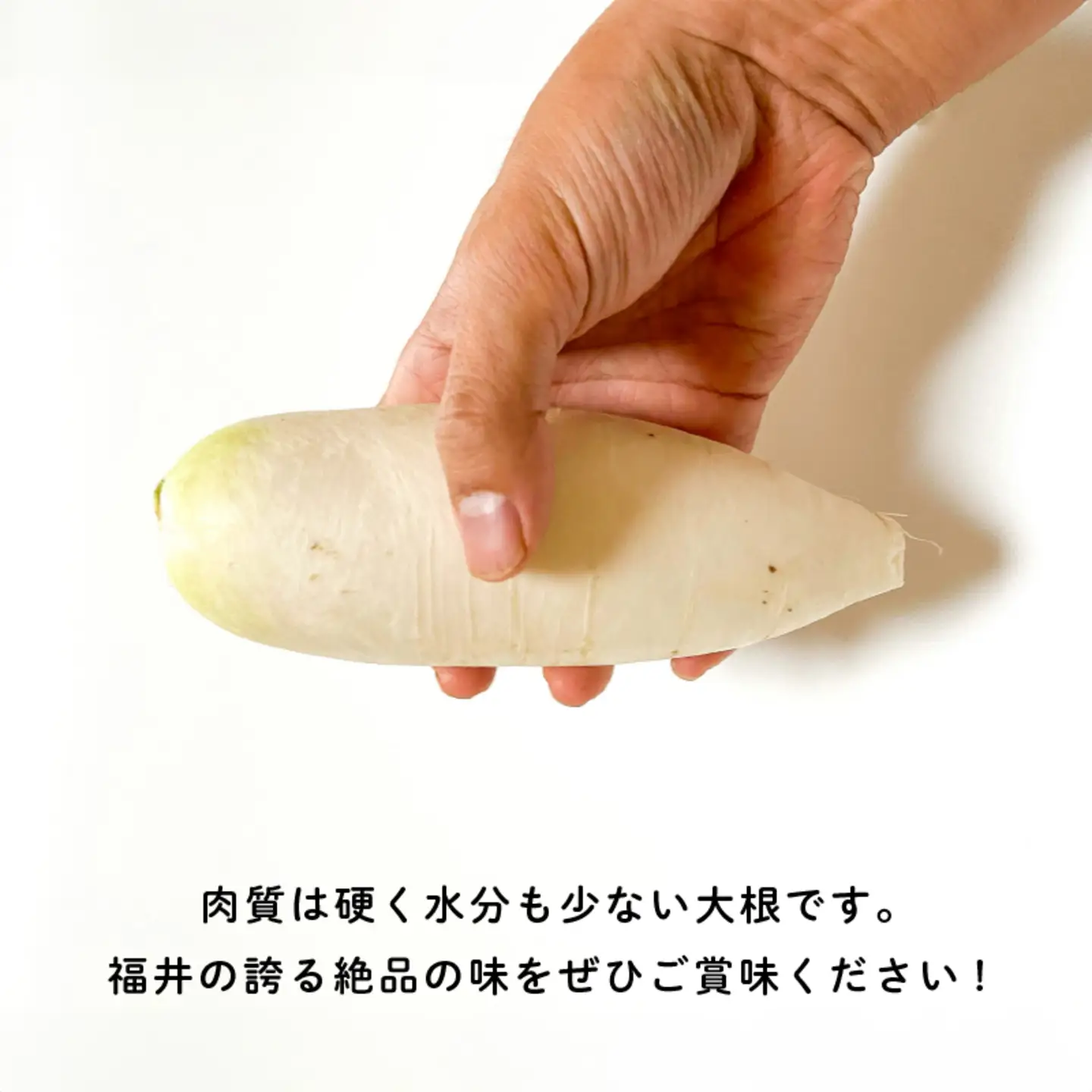 おろしそばに最適! 福井県産 辛味大根 4kg