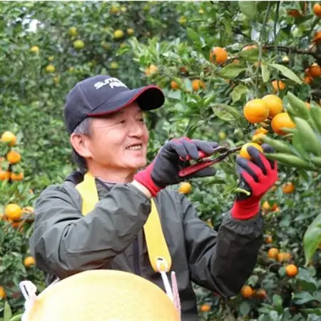 【先行受付】和歌山産　家庭用　宮川早生みかん　約10kg 2S～2Lサイズ【訳ありみかん】【配送不可地域：離島・北海道・沖縄県】【1482416】