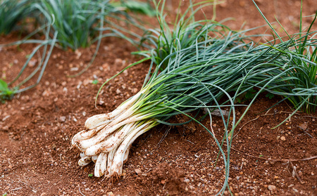 島らっきょう【久ー韓】沖縄初！韓国本場味「島らっきょうキムチ」2パック キムチ 