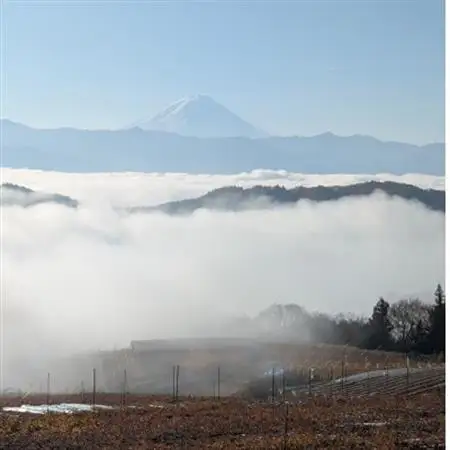 【2026年発送】10月上旬発送「牧丘天空の丘ヌーベルローズ」 約1kg(2～3房)【配送不可地域：離島・沖縄県】【1473356】