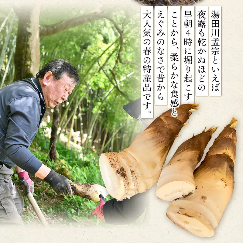 【令和9年産先行予約】庄内の春の味覚　やわらかい朝堀り湯田川孟宗（たけのこ）約2kg　山形県鶴岡市　にこにこふぁーむ　K-956　| 筍 竹の子 新鮮 旬の野菜 産地直送 春野菜 季節限定 国産 人気 おすすめ おいしい お取り寄せ 返礼品