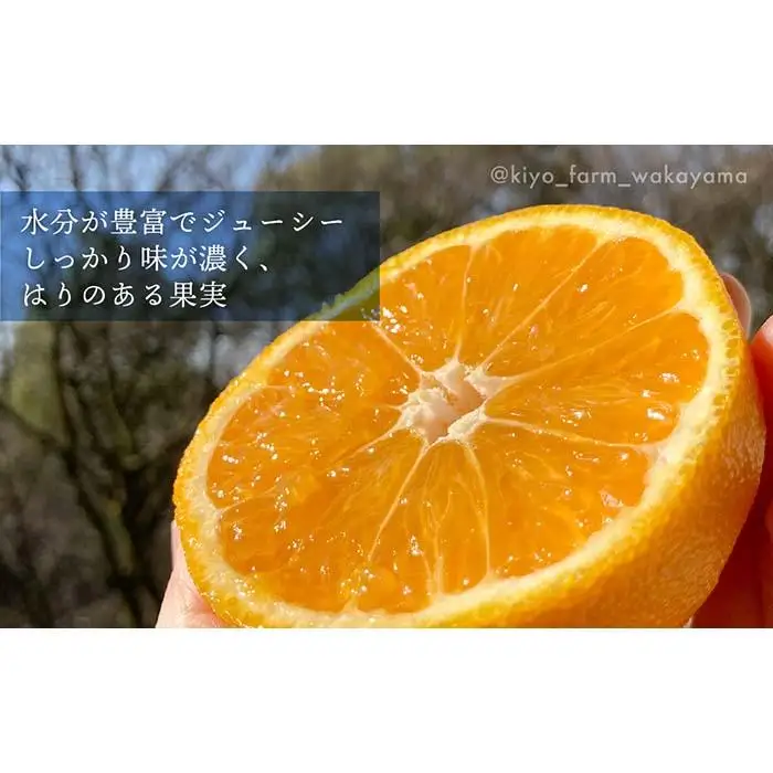 不知火 希少な樹上完熟！ 秀品大玉 6個入 (約2kg)　［2027年2月末頃から3月末頃まで発送］［KT2］