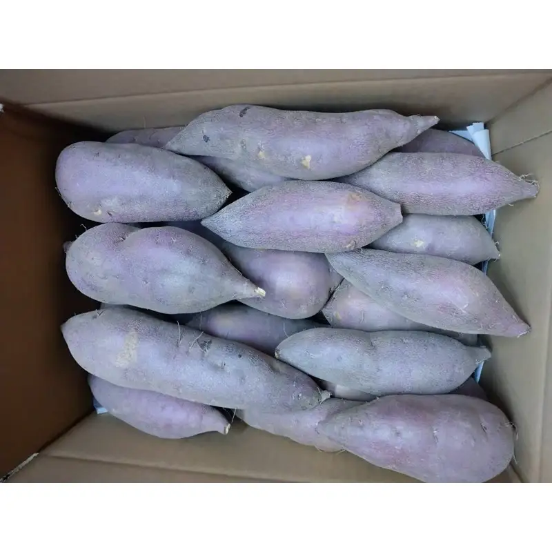 【先行予約】京都丹後砂丘育ち にしまる金時芋 3kg（2026年12月上旬～発送）　芋 国産 京丹後産 サツマイモ 薩摩芋 サツマ芋 さつま芋 きんとき 3キロ 農家応援 生産者応援