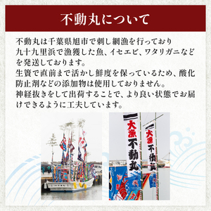 活け はまぐり 九十九里産 約3.2kg 【 はまぐり 】