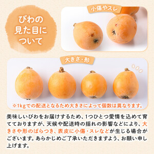 ＜期間限定！2026年5月下旬以降順次発送予定＞なつたより びわ (約1kg) 果物 フルーツ 産地直送 【man066】【Aglio nero】