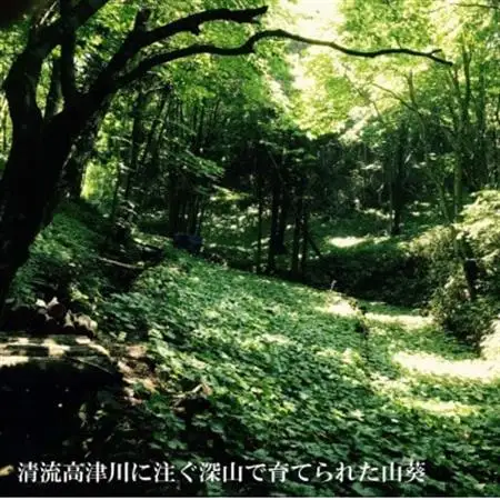 山葵の刺身【配送不可地域：離島】【1457558】