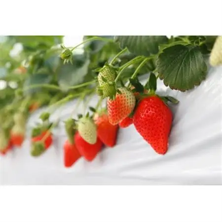 いちご農園フルッティロッシの完熟やよいひめ　約400g × 2パック_果物・フルーツ いちご  イチゴ 苺_【配送不可地域：離島】【1387356】