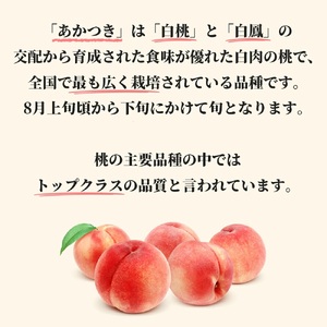 ＜先行予約＞白桃 あかつき 3kg 9～12個 秀品 【2026年8月中旬発送】山形県 朝日町産 農家直送 山形産 もも モモ 桃 ピーチ 果物 フルーツ 夏