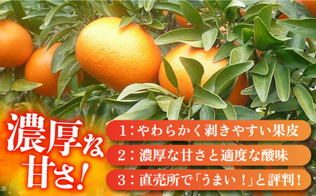 【先行予約】家庭用麗紅 約3kg[ECL001] れいこう 柑橘 果物 みかん