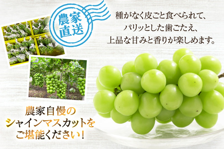 【2026年発送】 シャインマスカット 訳あり 2～3房 約1.2kg [治右衛門果樹園 山形県 高畠町 tk06ays830003]