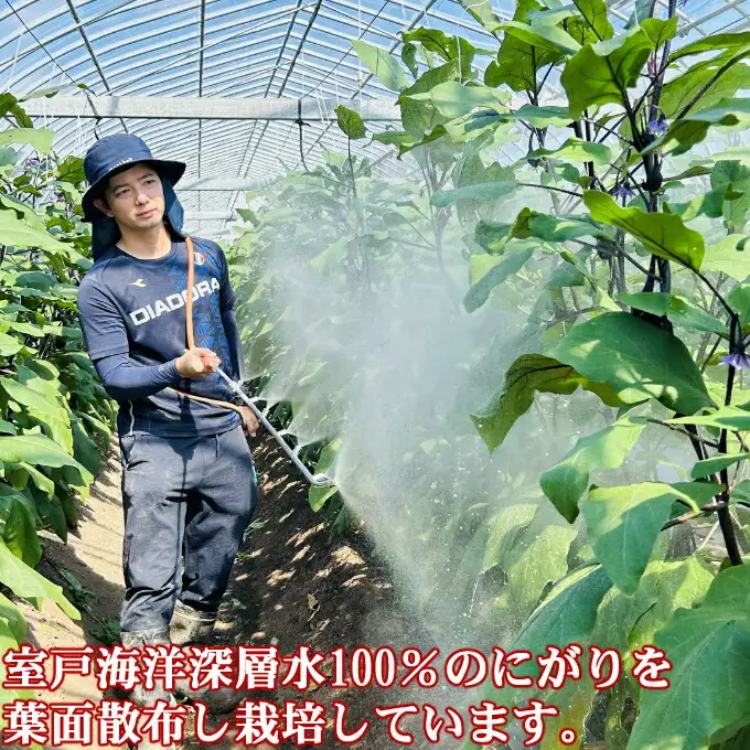 【定期便6回発送】農家直送　土佐の美味茄子の新鮮ナス　４kg　（室戸海洋深層水にがり使用） 野菜 なす ナス 常温 小袋 国産 夏野菜 茄子 小分け 旬 81000円 高知 頒布会