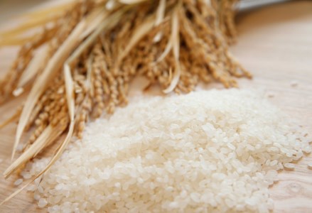 【令和7年産】新潟産コシヒカリ「瓢湖米」15kg 関口商店 白米 精米 米 こめ コメ 1N06041