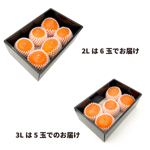 【2027年2月中旬頃から順次発送】 せとか 【秀品】 (2L-3L / 5-6玉）贈答用化粧箱入り  【せとか】【KK3081】