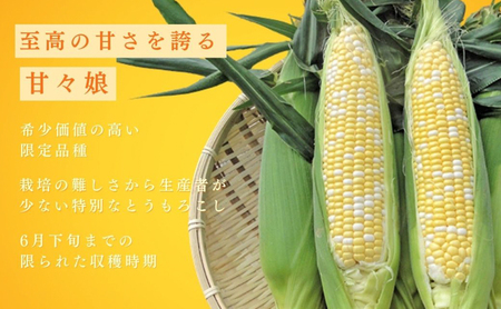 とうもろこし 先行予約 甘々娘 12～14本 朝獲れ 産地直送 夏 旬 夏野菜 コーン 2026年