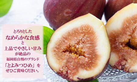 【福岡限定ブランド】いちじく とよみつひめ 約1.2kg （ 300g×4パック）| いちじく 福岡県産 果物 フルーツ とよみつひめ 福岡県 大川市