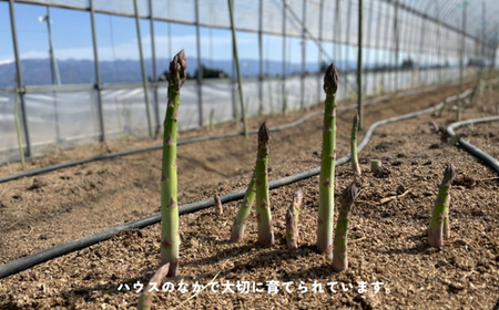 KY02 朝採りアスパラガス 約2kg （冷蔵便） ／ 2026年4月中旬頃～順次発送 // 長野県産 南信州産 春アスパラ 夏アスパラ アスパラ 野菜