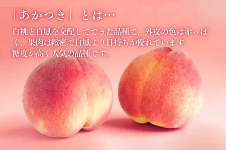 JA02 桃 あかつき 約3kg / 2026年7月下旬～8月上旬頃 配送予定 // 贈答 センサー選別 糖度センサー 桃 もも 果物 フルーツ ギフト あかつき 太鼓判 優糖生