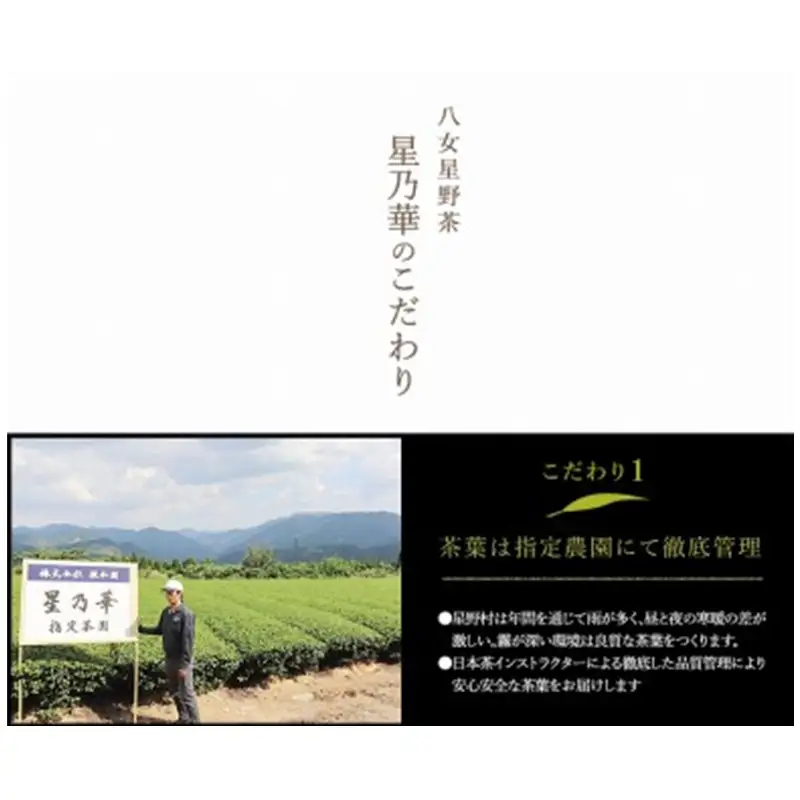 八女星野深蒸し茶100g 3本詰め【A5-253】