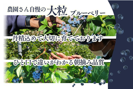KB01 ブルーベリー 約1.2kg ／2026年6月下旬頃から発送予定//南信州 国産 長野県産 ブルーベリー 大粒 甘い 人気 新鮮 厳選 贈答
