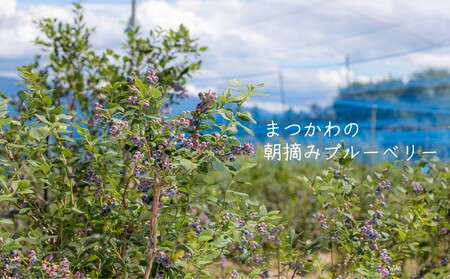 KB05 冷凍ブルーベリー 約1kg【2Lサイズ以上】／2026年8月上旬頃から順次発送｜ 長野県 南信州 松川町 摘みたて 朝摘み 新鮮 安全 産地直送 農家直送 大粒 2Lサイズ以上 冷凍 ブルーベリー 果物 フルーツ