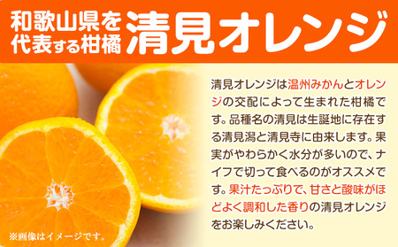 熟成清見オレンジ 5kg 柑橘 オレンジ