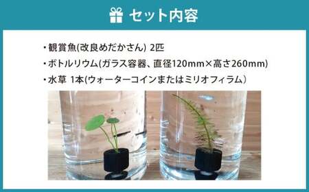 めだかボトルリウム-TUTU- 【水草(ウォーターコイン)】