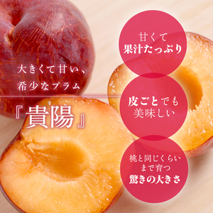 プラム 貴陽 7～9玉 収穫当日出荷 冷蔵便 大玉 すもも 皮ごと フルーツ 果物 おやつ デザート 希少品種 産地直送 新潟県 新潟 