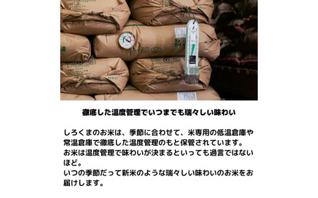 新潟県産ブレンド米 10kg（5kg×2袋) 令和6年産米 ブレンド米 精米 コシヒカリ含む  [株式会社白熊]【010S455】