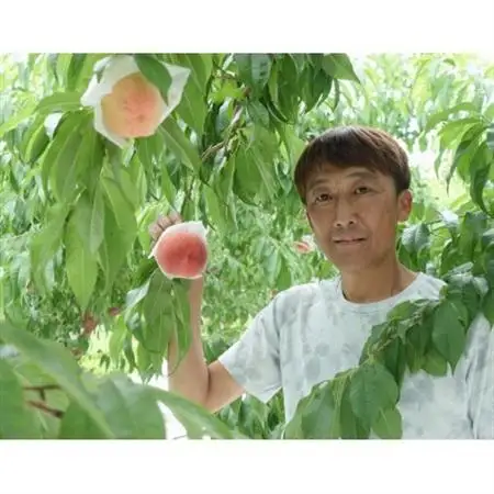 山梨県産白桃2kg箱(5～8玉)【配送不可地域：離島】【1484521】
