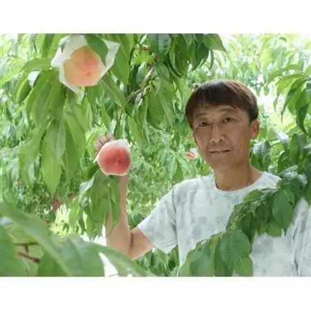 山梨県産桃3kg箱(8～12玉)【配送不可地域：離島】【1484522】