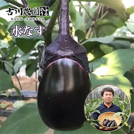 【20本】古川農園　「生水なす」2個入×10袋　そのまま食べられる青果で水なすを産地直送でお届け!_野菜 茄子  なす ナス_【1484515】