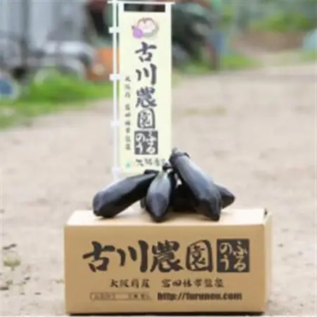 【産地直送】古川農園　「大阪なす」どんな料理にもよく合う万能ナス!2本入×10袋_野菜 茄子  なす ナス_【1484531】