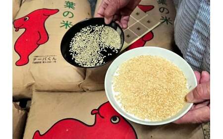 【千葉県産米】ふさこがね 5kg 米                                                                            