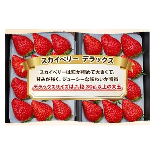 完熟朝摘みスカイベリー DX 800g 【2027年1月以降発送】ギフト 贈答| イチゴ 苺 果物  澳原いちご農園 栃木県 矢板市