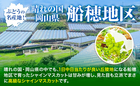 【2026年発送】最高級 シャインマスカット  船穂赤秀  1.4kg  ハレノフルーツ マスカット  【配送不可地域あり】