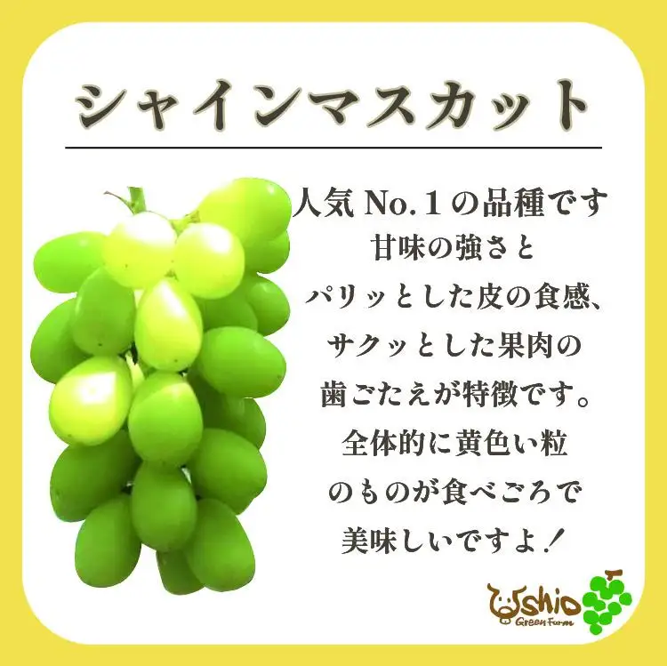 ぶどう 福岡市産ぶどう3色セット 巨峰 シャインマスカット クイーンニーナ 1300g (計3房)【北海道・沖縄・離島発送不可】【2026年8月以降順次発送】 | 果物 フルーツ 葡萄 ブドウ マスカット 食べ比べ くだもの 人気 高級 期間限定 数量限定