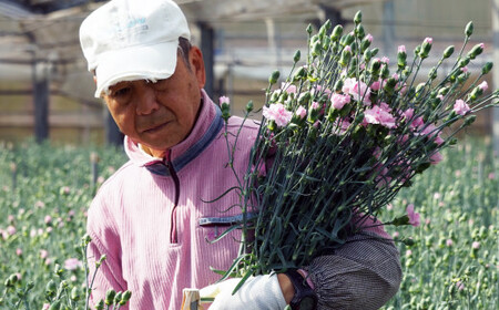 【母の日ギフト】カーネーション 花束 生花 切花 22本 母の日 前日にお届け 産地直送 高級【西九州させぼ地域商社 & 黒髪カーネーション】ギフト プレゼント カーネーション