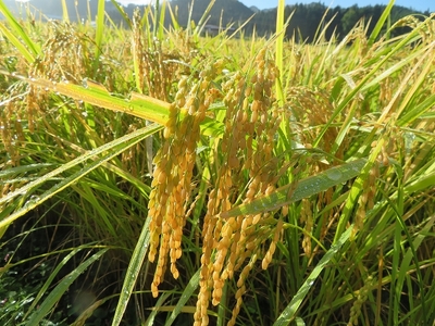 自然栽培ササニシキ発芽玄米コーヒー（無農薬・無化学肥料・無添加）【フォレストファーム】[B2-13501]