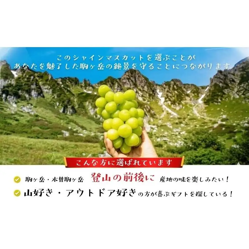 【駒ヶ岳の恵み・朝採り直送】シャインマスカット 約1kg 2～3房 中央アルプス 駒ヶ根産 種なし 皮ごと 山の雫 木曽駒ヶ岳 宝剣岳 千畳敷カール 寒暖差 信州 長野 ぶどう 2026