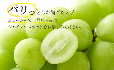 【特選房】シャインマスカット 約1.4kg 2～3房 長野 特選 大粒 ぶどう 種なし 皮ごと 産地直送 フルーツ 果物 デザート おやつ マスカット 葡萄 秋 旬 旬の果物 旬のフルーツ 信州 信州産 長野県 長野県産 2026 2026年