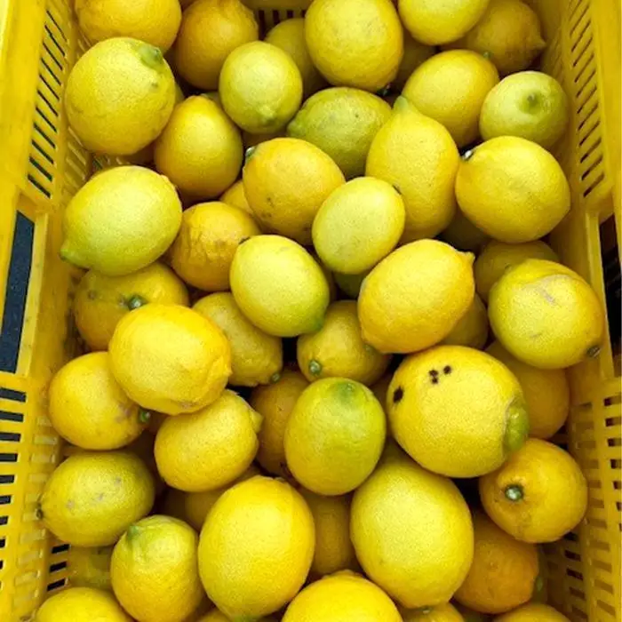［2027年1月中旬より順次発送］和歌山県産　レモン　約5kg　家庭用（サイズ混合）［まごころ手選別］［US1］