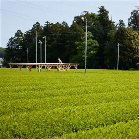 茶畑テラス茶の輪利用券【坂本園プラン3名分】【1475468】