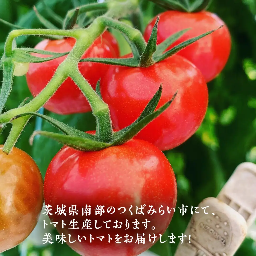 ぜいたくトマト！ 約2kg × 2 合計 約4kg ( 18～24個 ) 