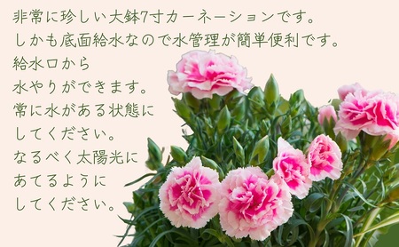 【2026 母の日 先行予約】7寸カーネーション　複色（バイカラー）母の日ギフト 花 フラワー 植物 お花 贈り物 珍しいカーネーション 底面給水 母の日のプレゼント 