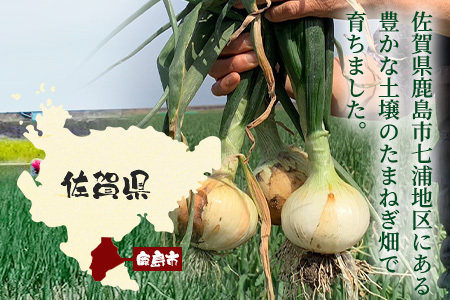 甘～い！新鮮！新たまねぎ 約10kg (MLサイズ）生産者直送！★大自然育ち【2026年4月より順次発送】タマネギ 玉葱 新タマ 新玉ねぎ サラダ 惣菜 お料理 ストック 箱買 美味しい 甘い 常備野菜 佐賀県 鹿島市産 人気 送料無料 B-737