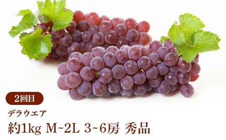 ≪2026年先行予約≫ 全4回 やまがた爽秋フルーツ定期便 FSY-2390